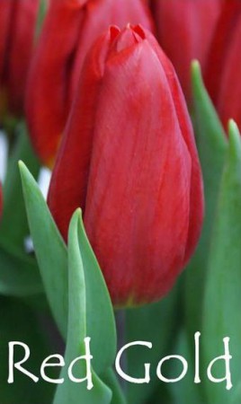 Red Gold - Насыщено темно-красного цвета, вытянутый крупный  бокал до 8 см. 